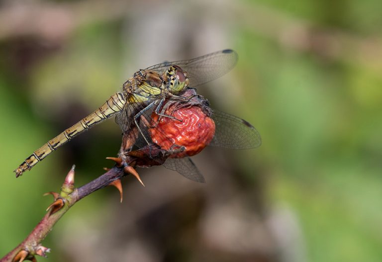 common darter smaller 768x527