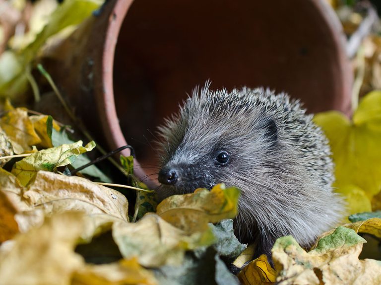 hoglet smaller 768x574