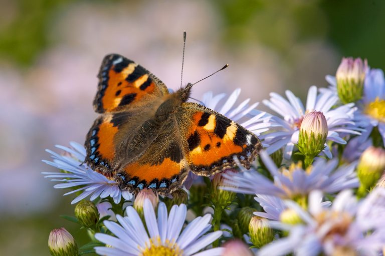 small-tortoiseshell_smaller small-tortoiseshell_smaller