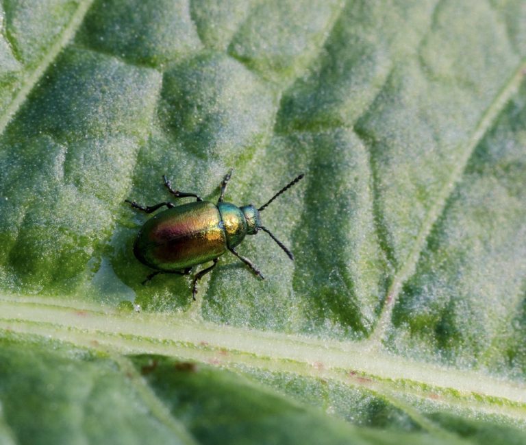 leaf beetle smaller 768x649
