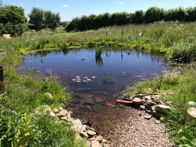 Six month old pond Six month old pond