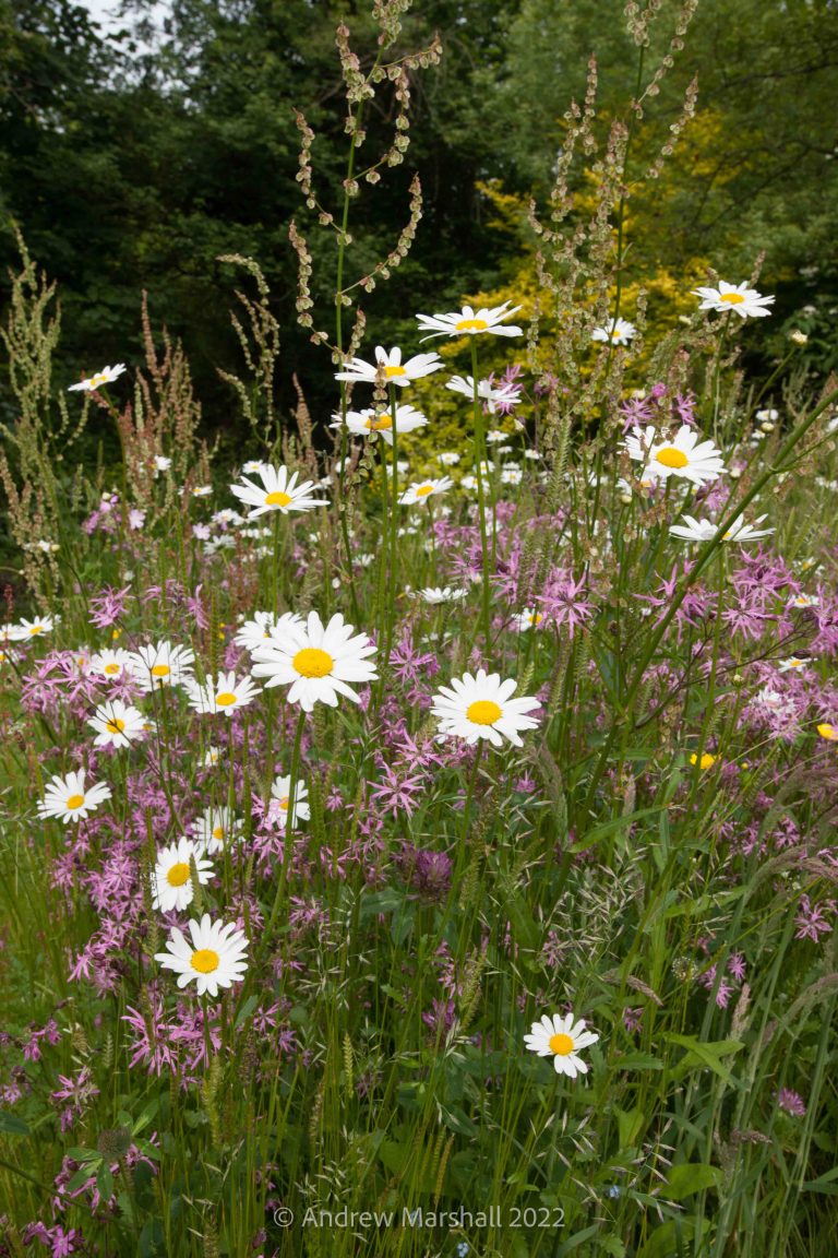 wildflowers1 768x1152