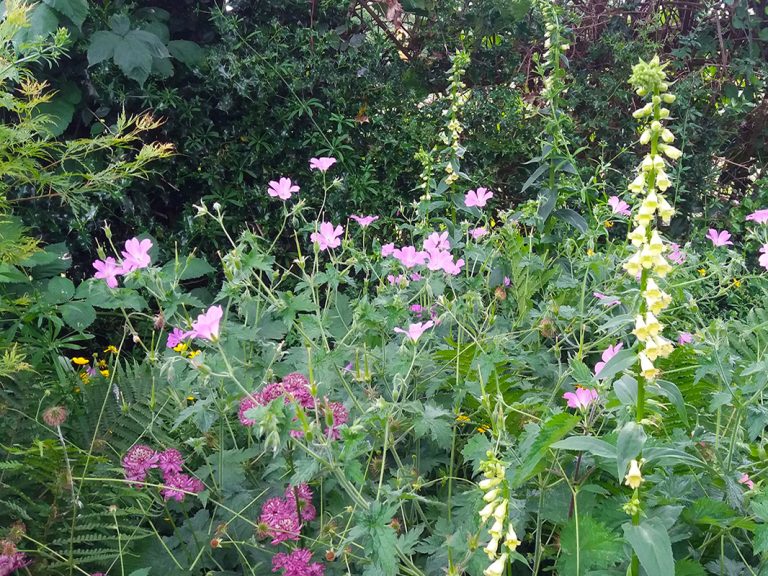 Cottage Border 1066 x 800 768x576