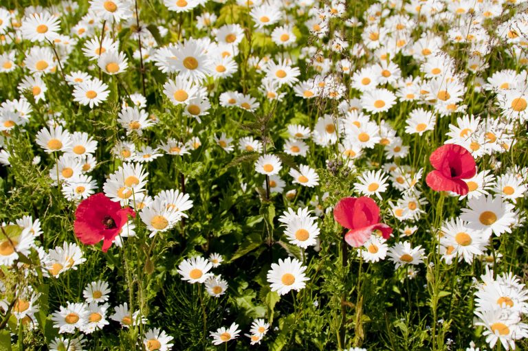 daisiespoppies 768x511