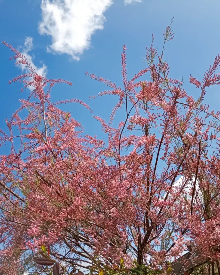 inbound8185418286542983502 768x960