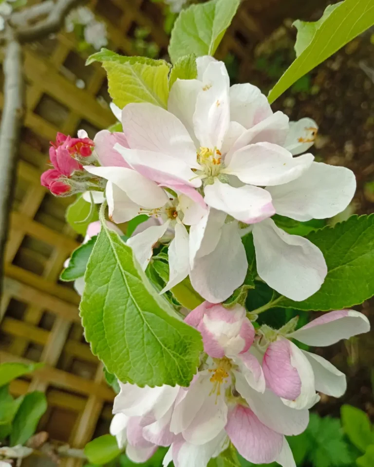 inbound902338288841800912 768x960