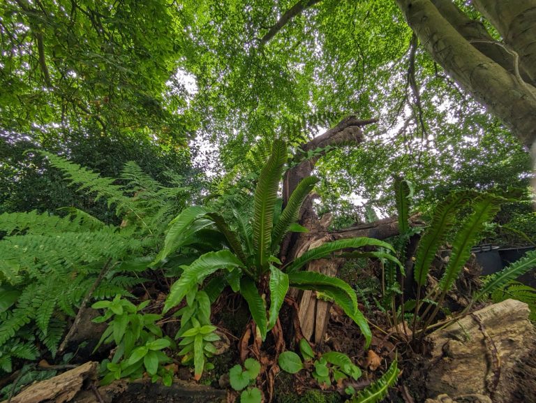 fernery Large 768x577