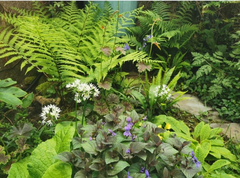 Screenshot 20250131 210716 768x570