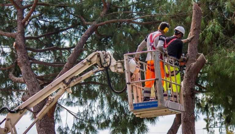 cheap tree removal in wigan 768x440