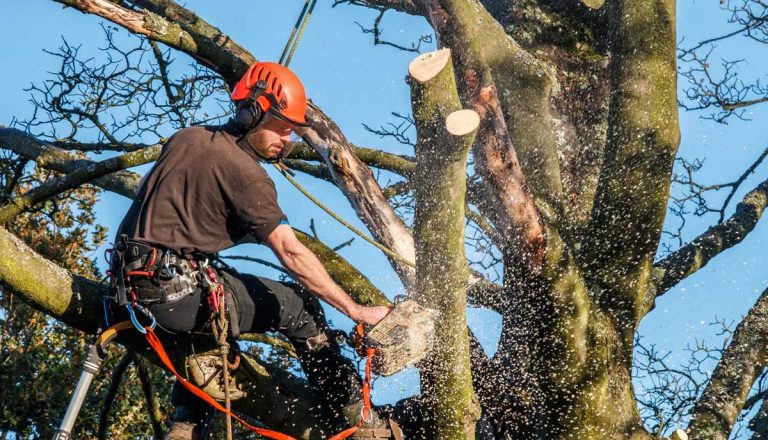 cutting down a tree wigan 768x440