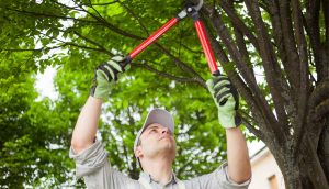 quality tree pruning in wigan 300x172