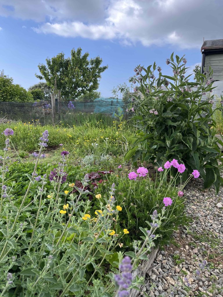Wild allotment 768x1024