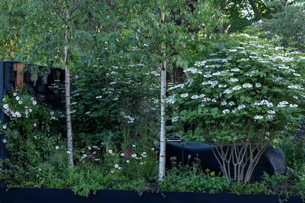melanie Hick Chelsea Flower Show Bennet Smith multistem low res