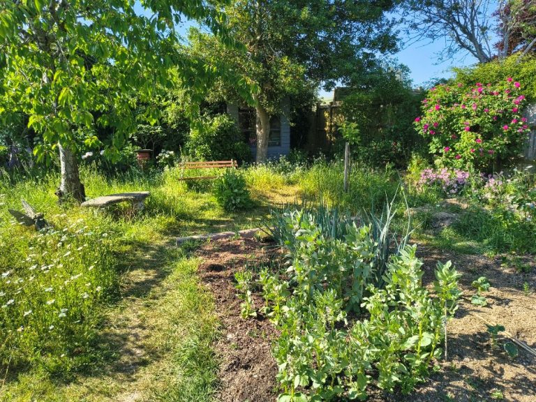 Garden 1 768x576