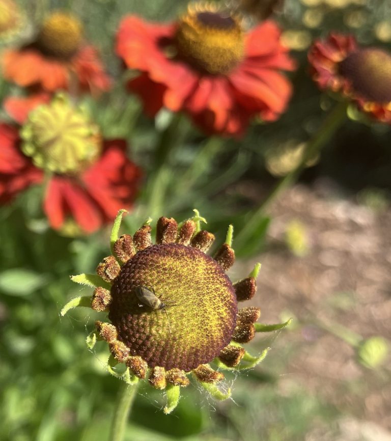 insect on helenium compressed 768x866