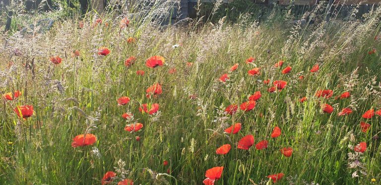 Poppies in a new meadow 768x373