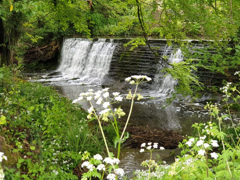 Spring flora along a Gloucestershire riverbank 768x576
