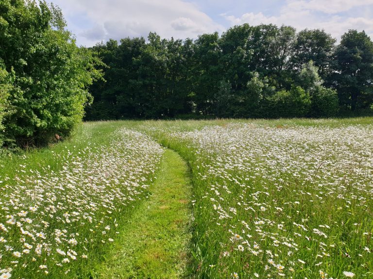 paths cut through wildflower meadow 768x576